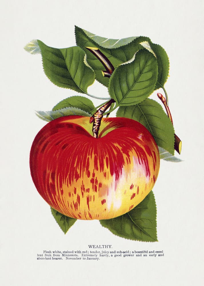 Wealthy Apple Lithograph by Botanical Specimen Rochester Lithographing — canvas wall art