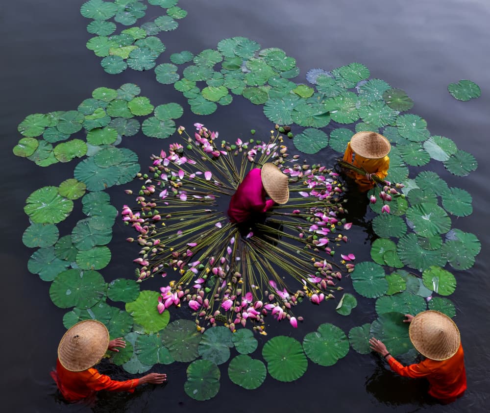 Women Lotus Harvest by Muljati Hidajat — canvas wall art