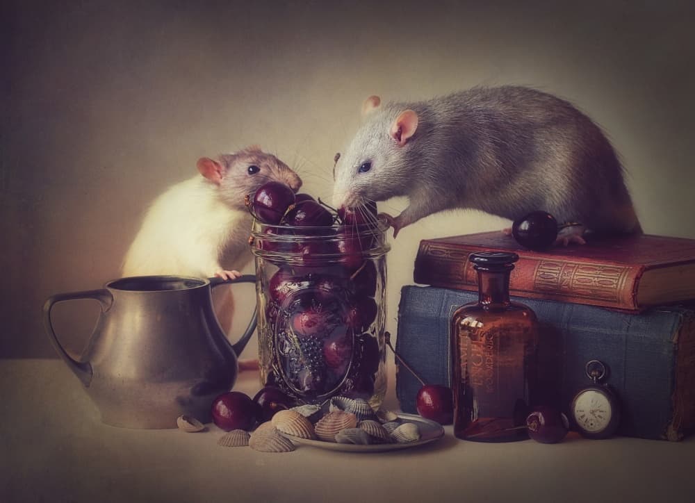 Rats Eating Cherries by Ellen van Deelen — canvas wall art