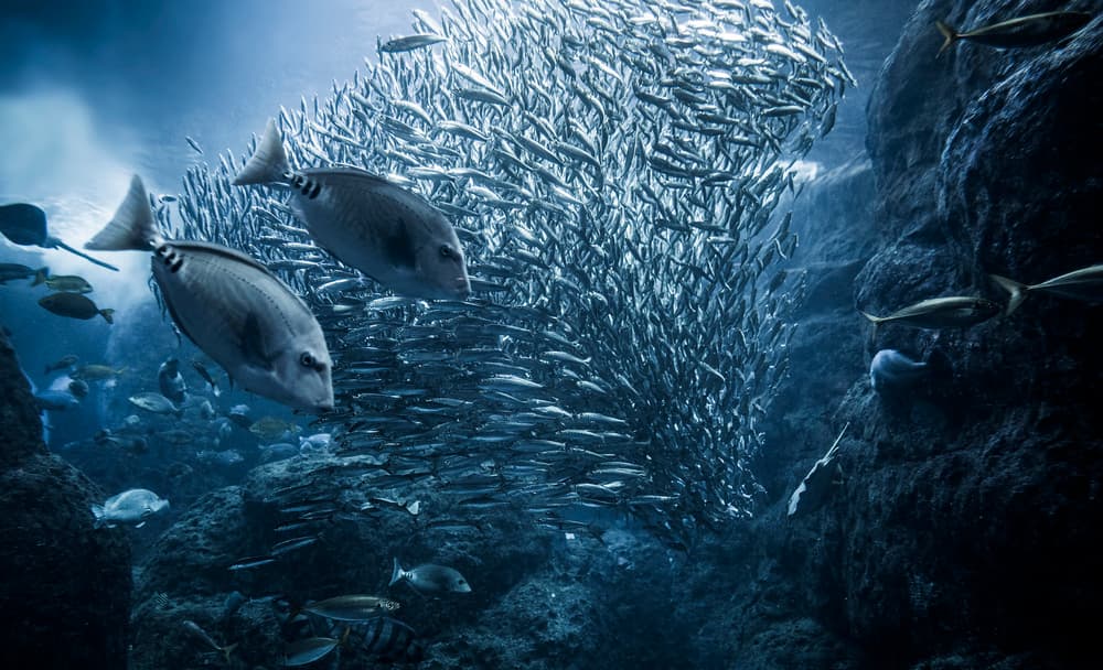 Deep Blue Fish School by Takashi Suzuki — canvas wall art