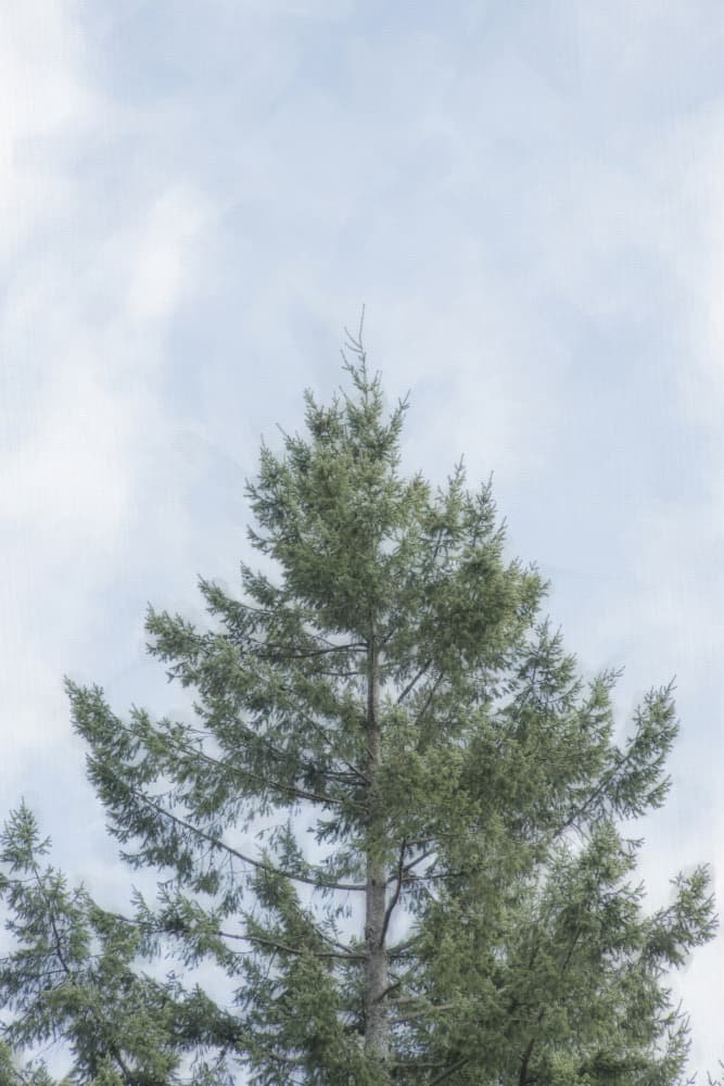 Evergreen Tree Top by Lynann Colligan — canvas wall art