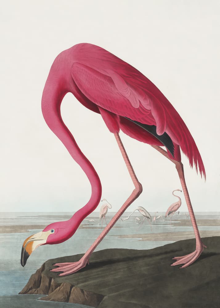 Pink Flamingo Ii From Birds of America (1827) by John James Audubon — canvas wall art