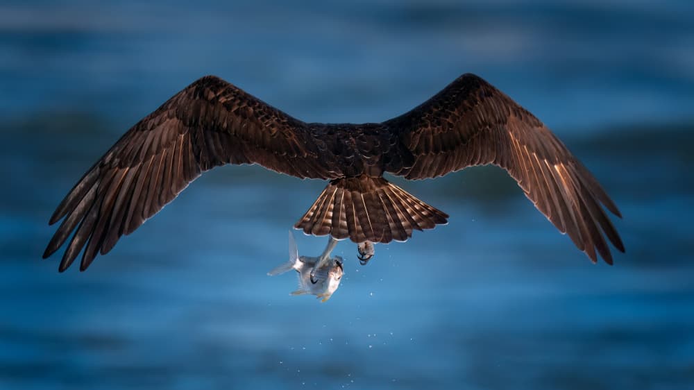 Osprey's Majestic Catch by Hanping Xiao — canvas wall art