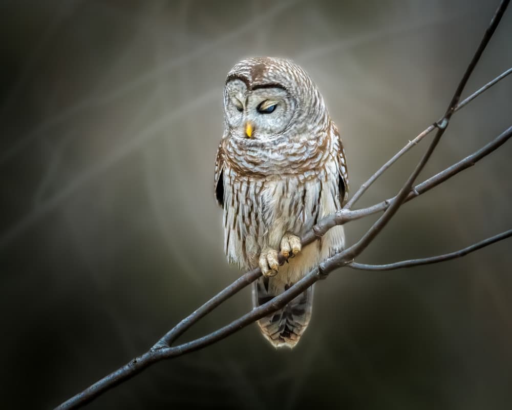 pondering... by Jennifer Chen APA — canvas wall art