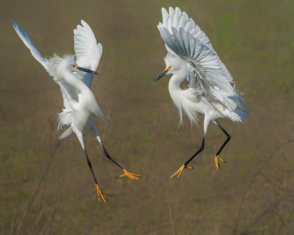 Snowy Egrets Dancing by Alex Li — canvas wall art