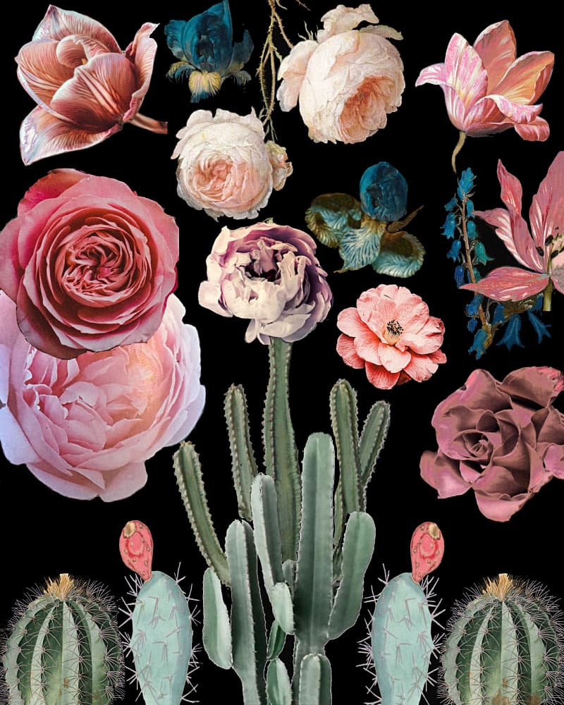 Cacti Floral Blooms Botanical by giovanna nicolo — canvas wall art