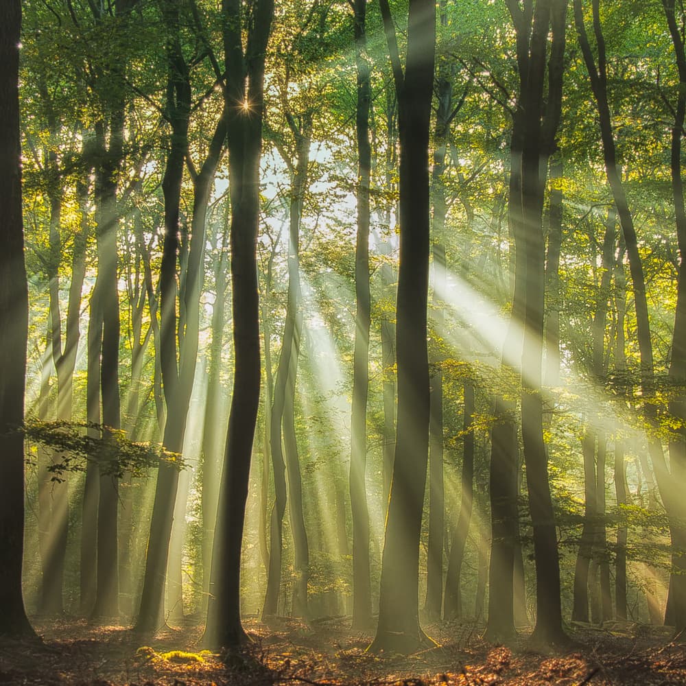 Misty Morning Sunlit Forest