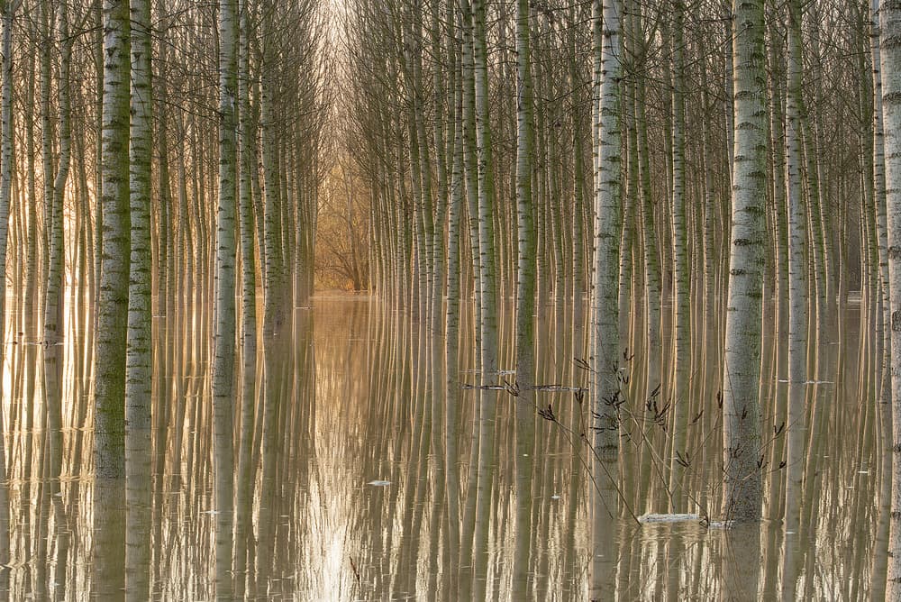 Golden Reflections Forest by Aglioni Simone — canvas wall art