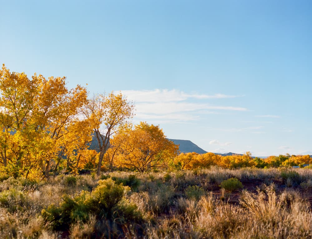 Golden Autumn Landscape by Bethany Young — canvas wall art