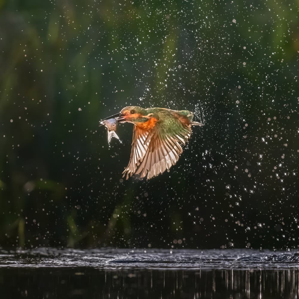 Kingfisher's Vibrant Catch by Larry Deng APA — canvas wall art