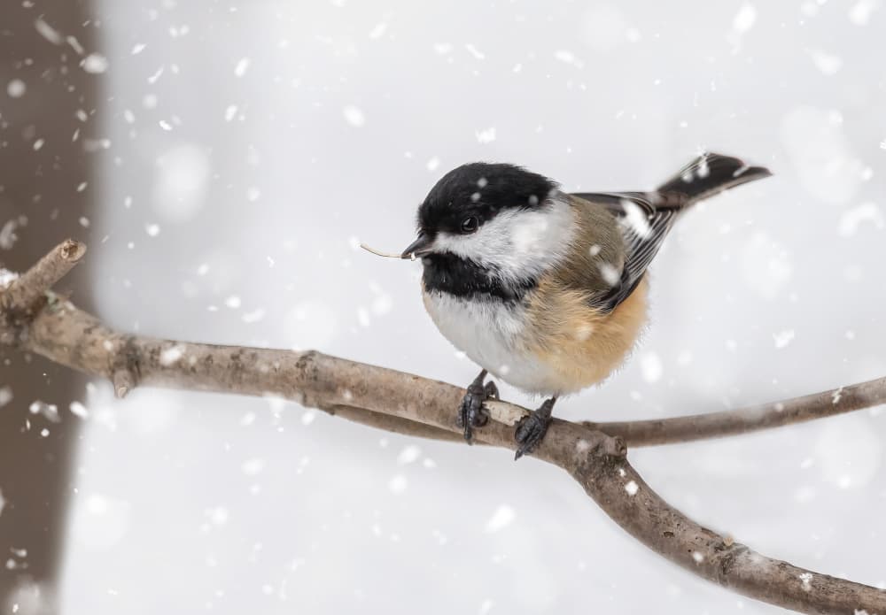 Chickadee in Snowfall by Molly Fu APA — canvas wall art