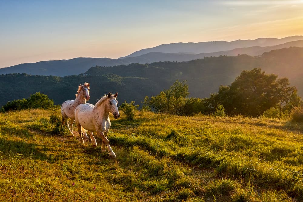Golden Hour Gallop by Valentin Borsan — canvas wall art