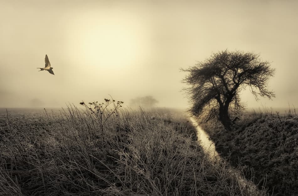 Misty Winter Flight by Kent Mathiesen — canvas wall art