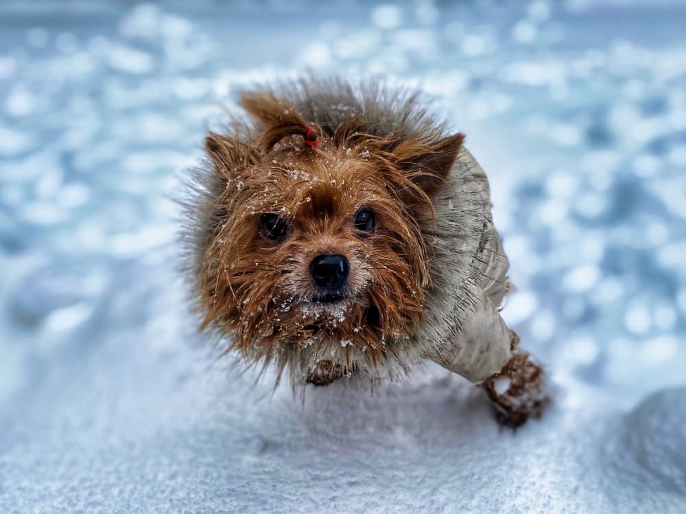 Adorable Dog In Snow by Andrey Shpek — canvas wall art