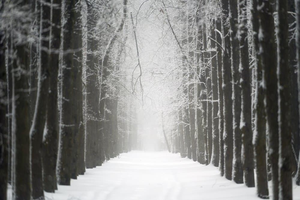 Misty Winter Forest by Dmitry Doronin — canvas wall art