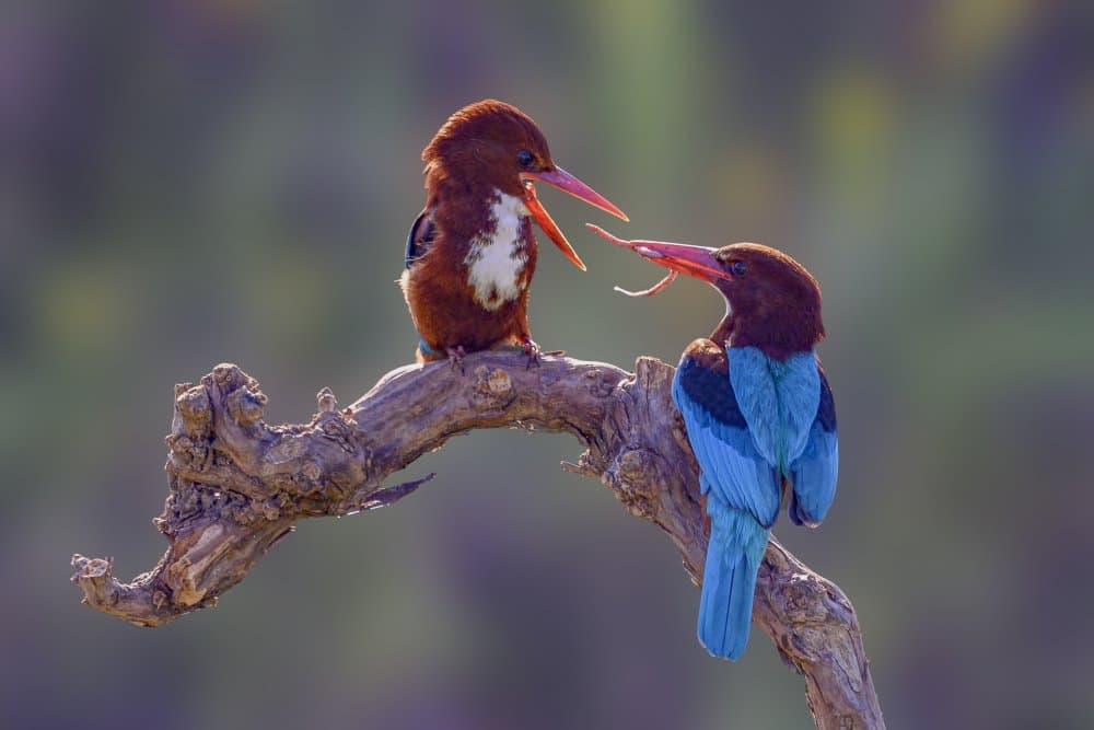 Communicating Kingfisher Pair by Mallal Moshe — canvas wall art
