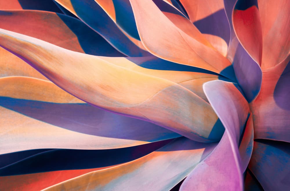 Colorful Succulent Swirl by Robin Wechsler — canvas wall art