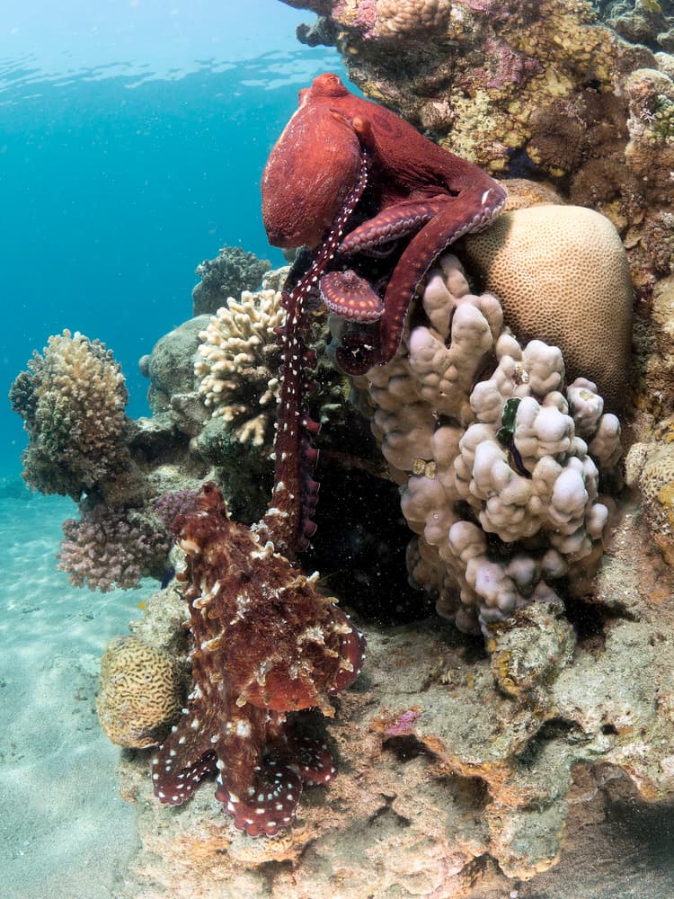 Reef Octopuses Encounter by Ilan Ben Tov — canvas wall art