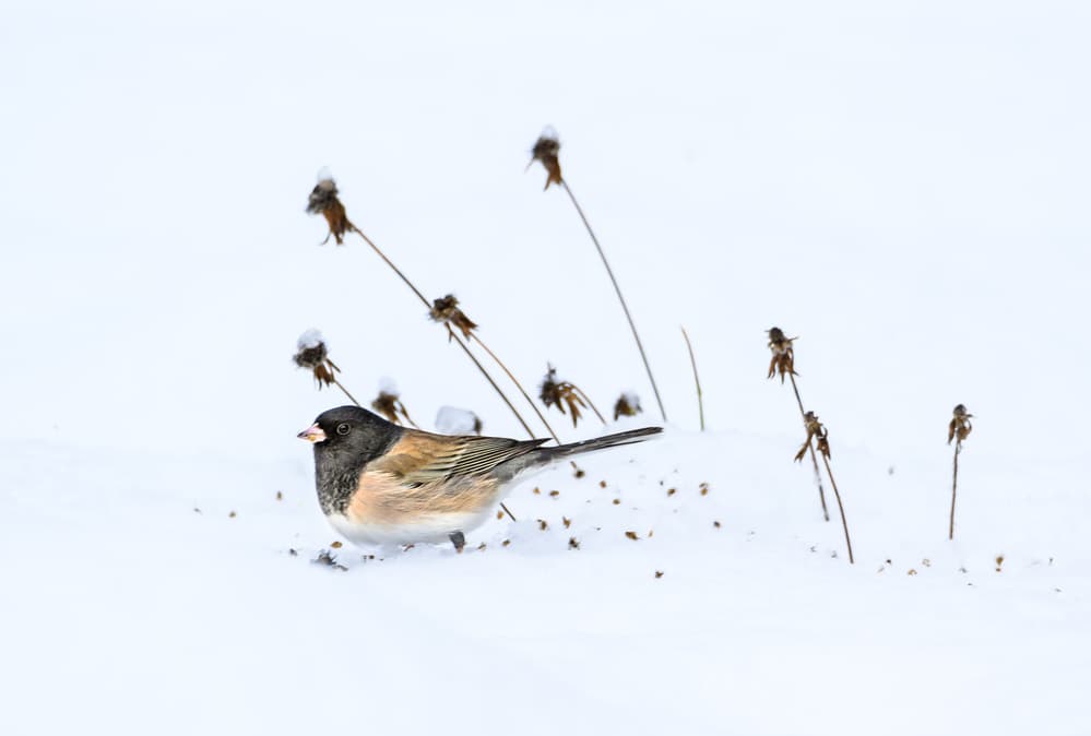 Dark-eyed Junco Winter by Debbie Hunt — canvas wall art