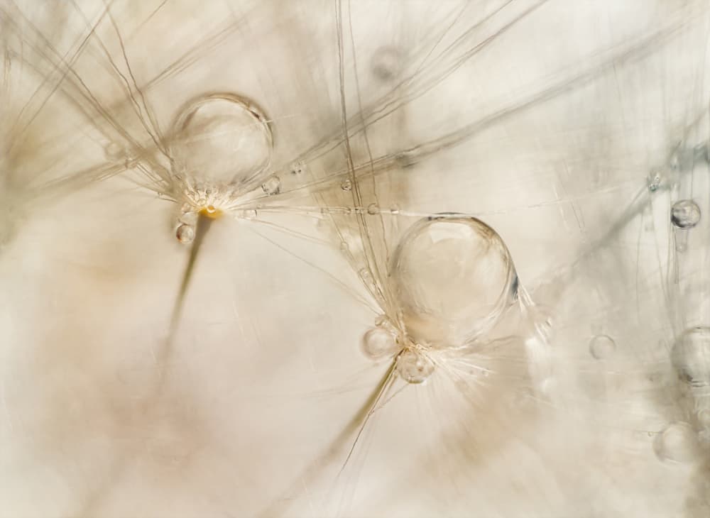 Watercolors by Nel Talen — canvas wall art
