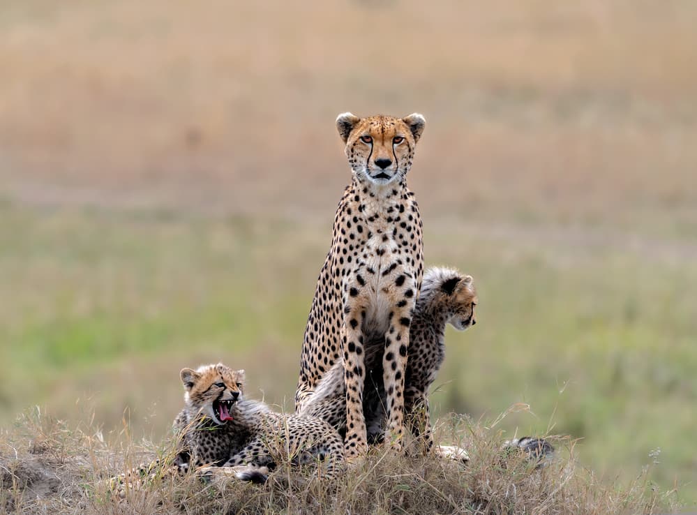 Cheetah Mother And Cubs by Jie Fischer — canvas wall art