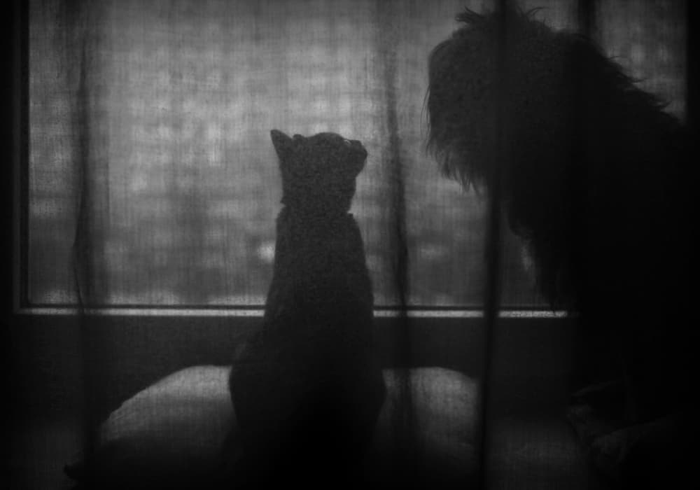 Curious Pets by the Window by Wioletta — canvas wall art