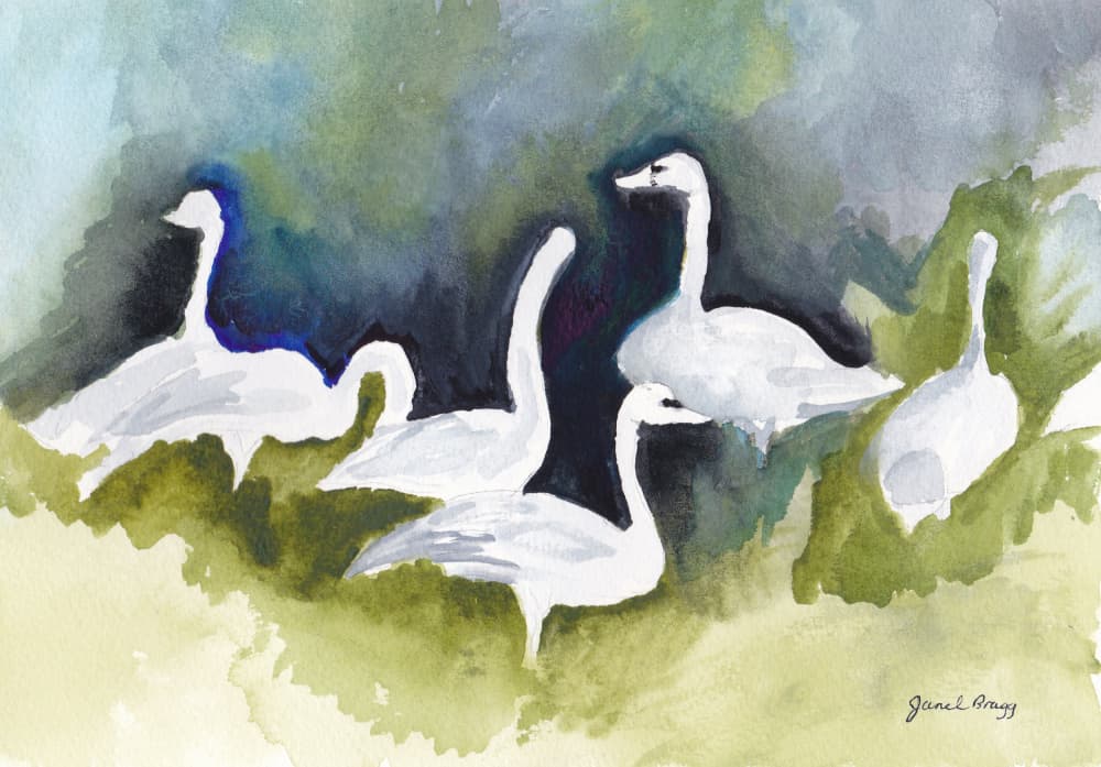 Graceful White Swans by Janel Bragg — canvas wall art