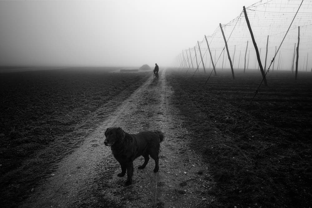 Dog on Misty Path by Jure Kravanja — canvas wall art