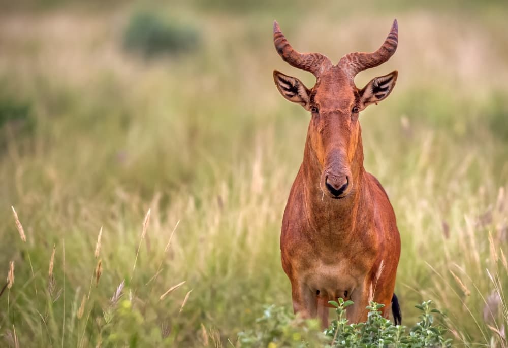 Majestic African Hartebeest by Ibrahim Canakci — canvas wall art