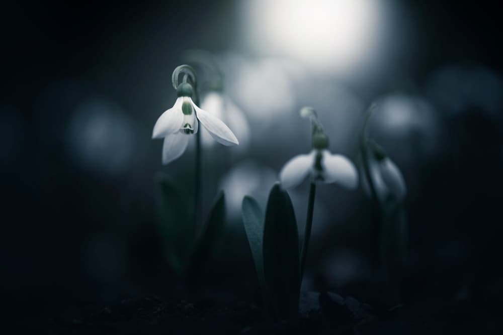 Delicate Snowdrop Blooms by Takashi Suzuki — canvas wall art