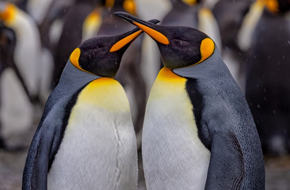 Loving King Penguins by Ning Lin — canvas wall art