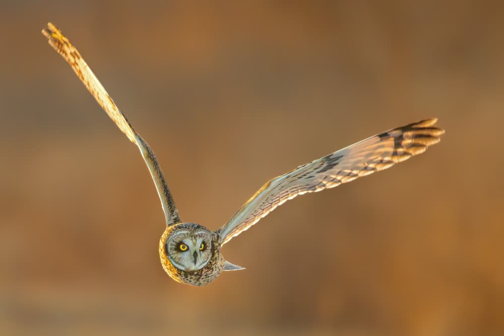 Majestic Owl in Flight by Jacob (Jian) Xu — canvas wall art