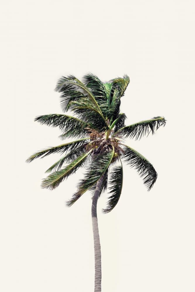 Windy Palm Tree by Kathrin Pienaar — canvas wall art