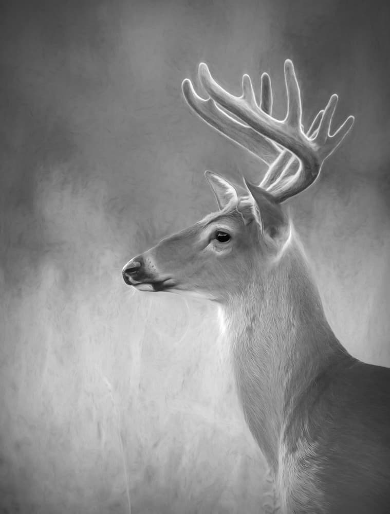 Majestic Glowing Deer by Jim Cumming — canvas wall art