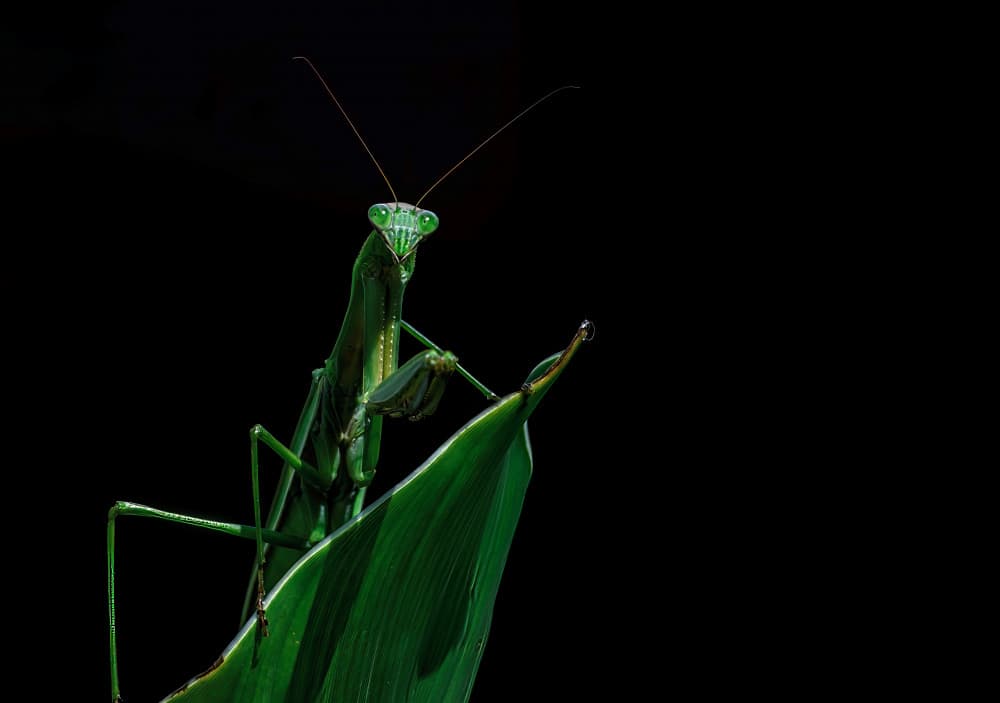 Green Mantis Gaze by Srecko Jubic — canvas wall art