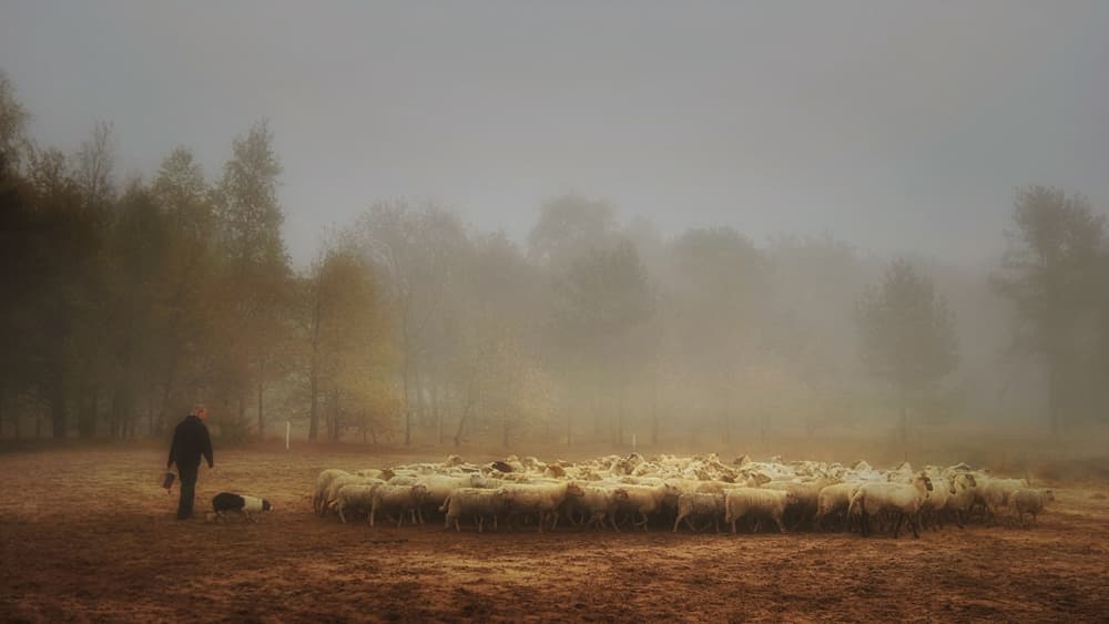 Misty Morning Sheep Herd by Saskia Dingemans — canvas wall art