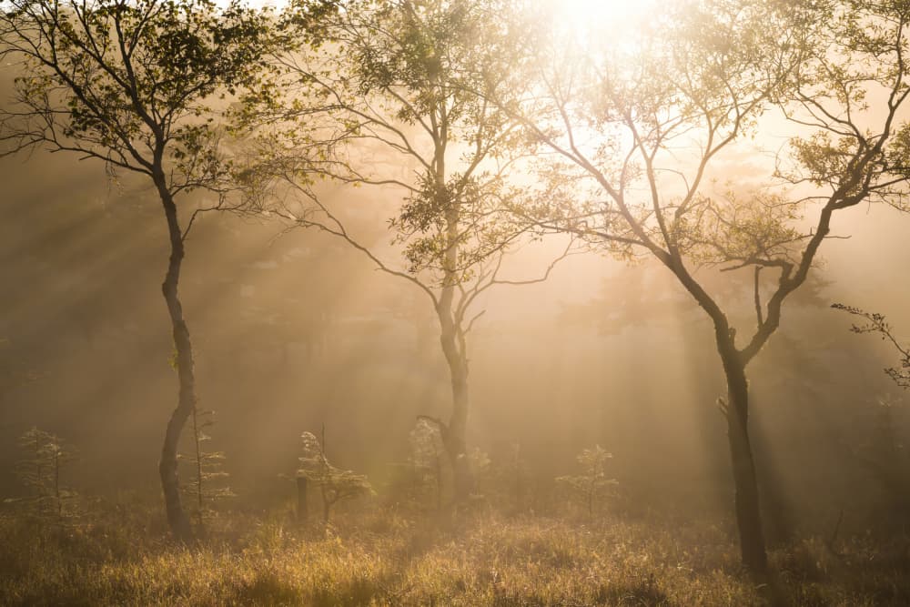 Golden Morning Mist by Masaki Sugita — canvas wall art