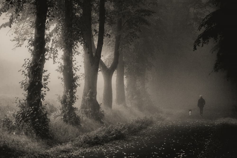 Foggy Forest Path Walk by Robert Kuavi — canvas wall art