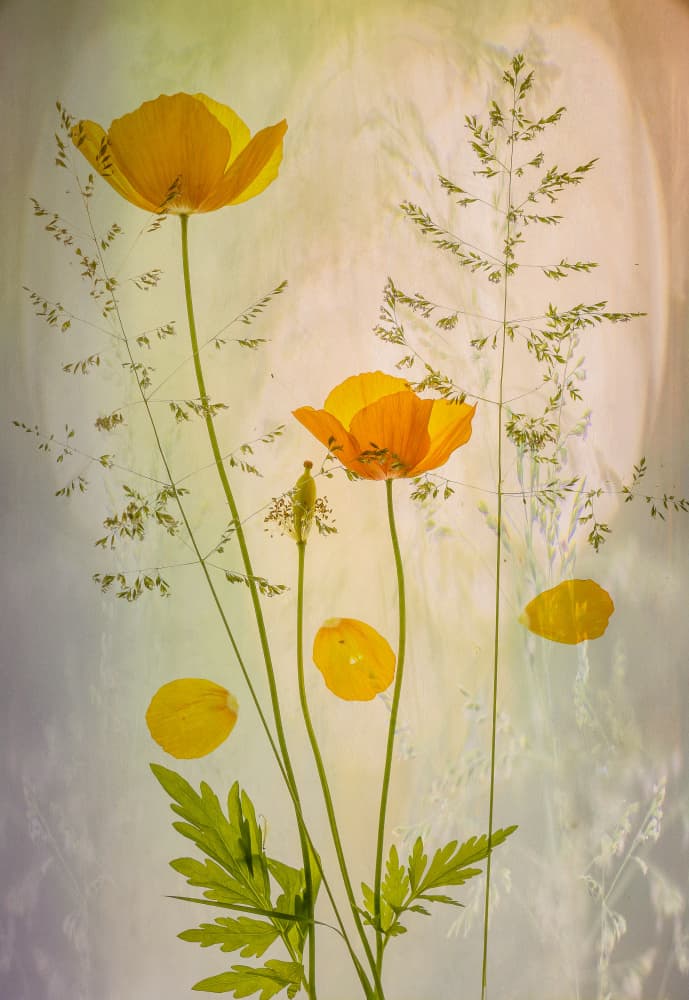 Delicate Yellow Poppies