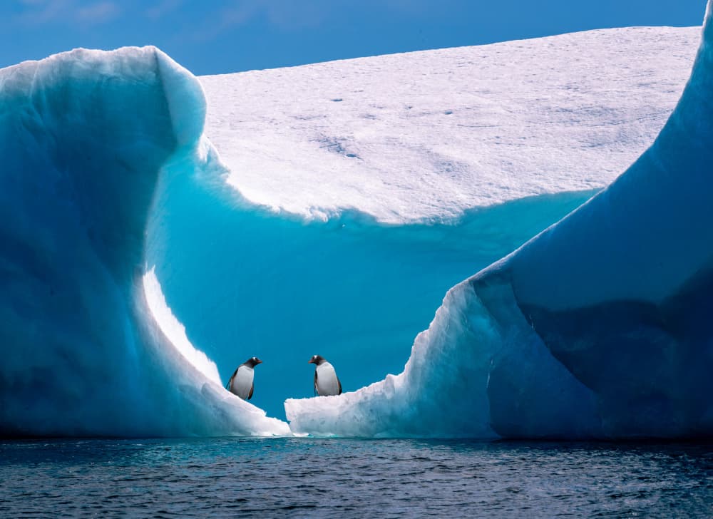 Penguins Beneath Blue Ice by Wenjin Yu — canvas wall art