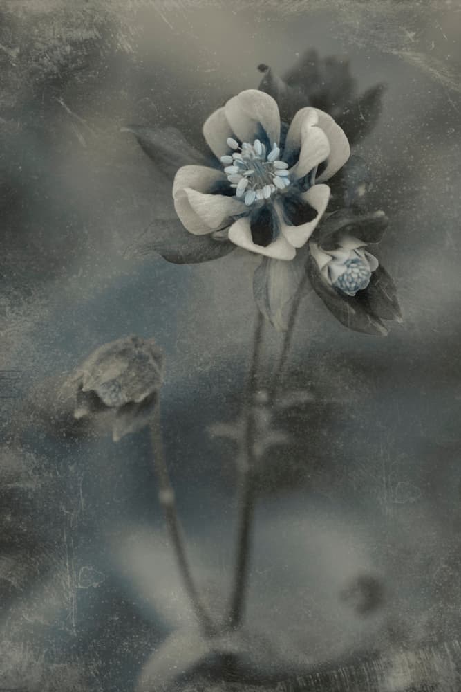 Blue Vintage Bloom by Cicek Kiral — canvas wall art