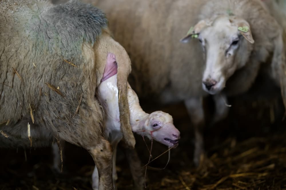 Lamb's First Moments by Gert van den Bosch — canvas wall art