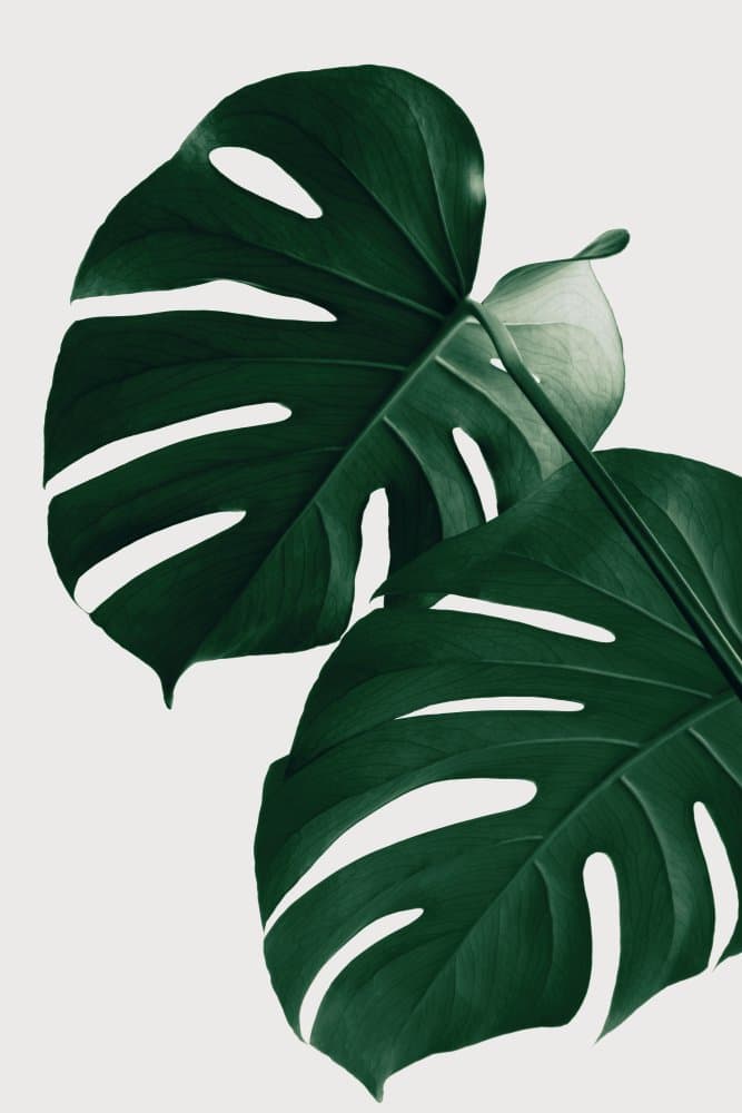 Lush Monstera Leaves by Pictufy Studio III — canvas wall art