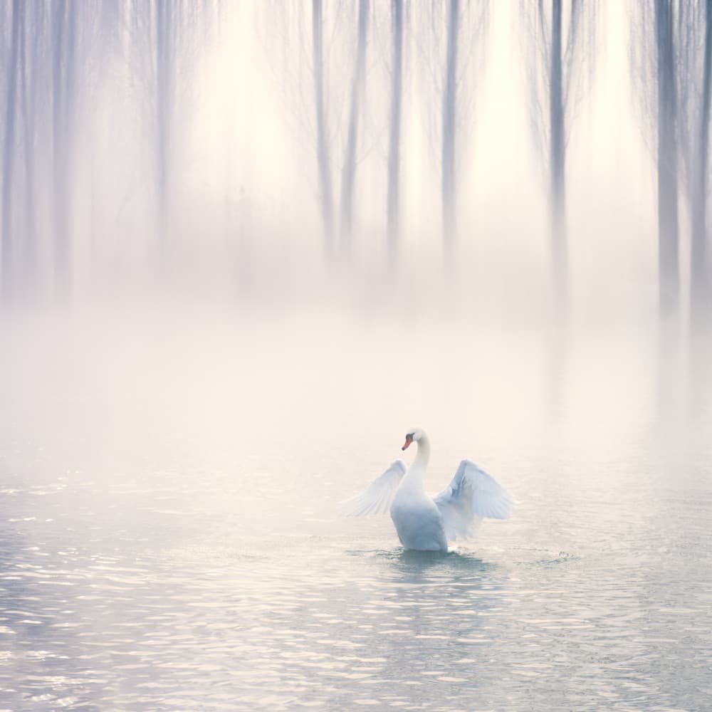 Misty Swan Grace by Bingo Z — canvas wall art