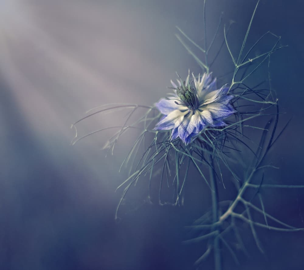 Ethereal Blue Bloom by Dimitar Lazarov - Dim — canvas wall art