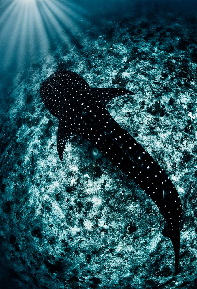 Whale Shark Sun Rays by Andrey Narchuk — canvas wall art