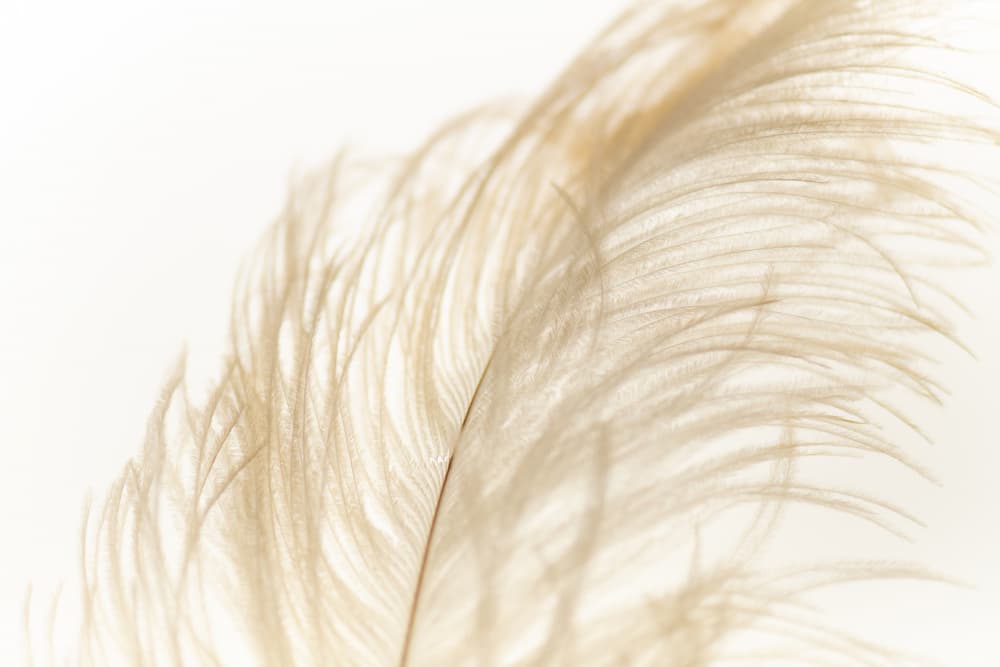 Soft Delicate Feather by Crystal Lynn Collins — canvas wall art