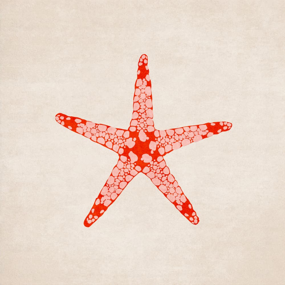 Celestial Starfish by Emel Tunaboylu — canvas wall art