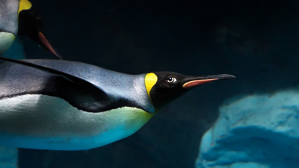 Swimming King Penguin by Kaisyakuji Yushi — canvas wall art