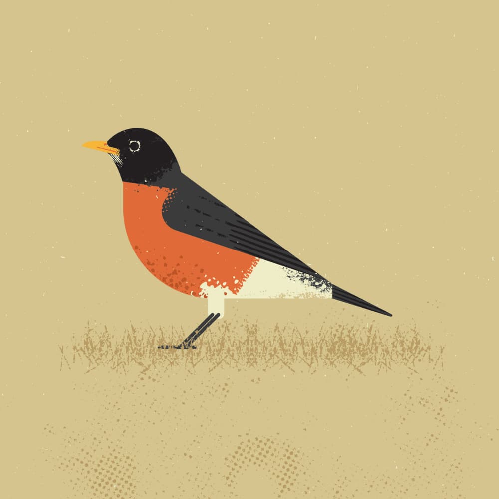 Classic American Robin by The Creating Mind — canvas wall art